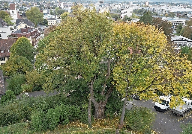 Alt und krank: Edelkastanie am Lenzburger Steinbrüchliweg 12.Foto: Michael Küng