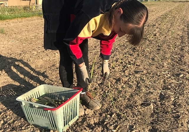 Mühsame Arbeit: Spargel um Spargel schneidet die polnische Erntehelferin und legt die grünen Delikatessen sorgfältig ins Körbchen. Foto: Hanny Dorer