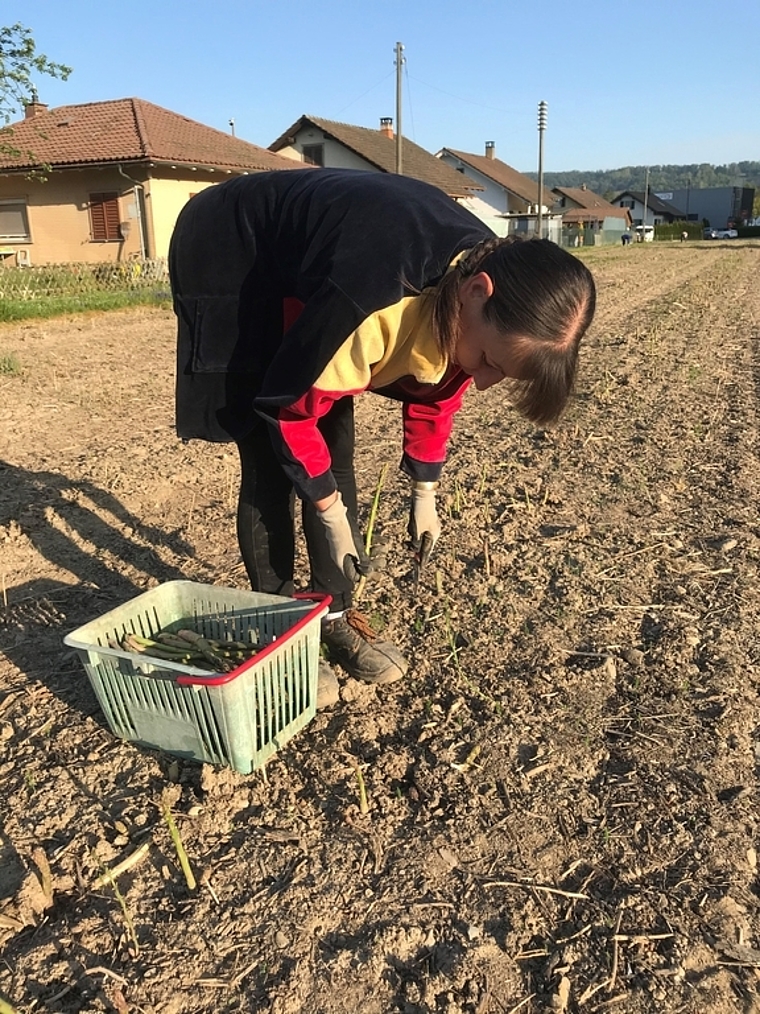 Mühsame Arbeit: Spargel um Spargel schneidet die polnische Erntehelferin und legt die grünen Delikatessen sorgfältig ins Körbchen. Foto: Hanny Dorer