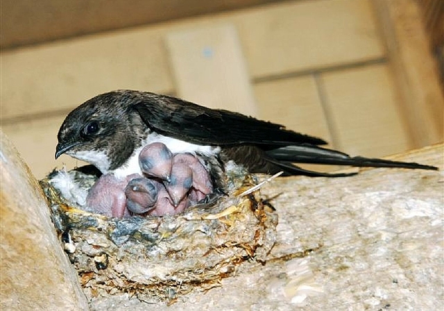 Ein Bild, das hoffentlich bald Realität wird: Ein Alpensegler – eine seltene Vogelart im Aargau – mit seinem Nachwuchs. Foto: Archiv