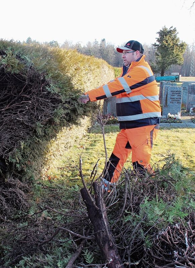 Die ökologisch wertlose Thujahecke wird beseitigt: Roger Häusermann vom Bauamt bei der Arbeit. Foto: Alfred Gassmann