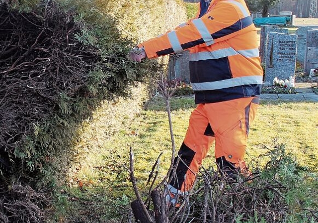 Die ökologisch wertlose Thujahecke wird beseitigt: Roger Häusermann vom Bauamt bei der Arbeit. Foto: Alfred Gassmann