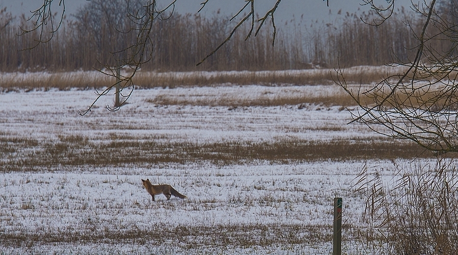 Fühlte sich ungestört: Lässig durchquerte ein Fuchs das Boniswiler Ried und suchte nach Fressbarem.
