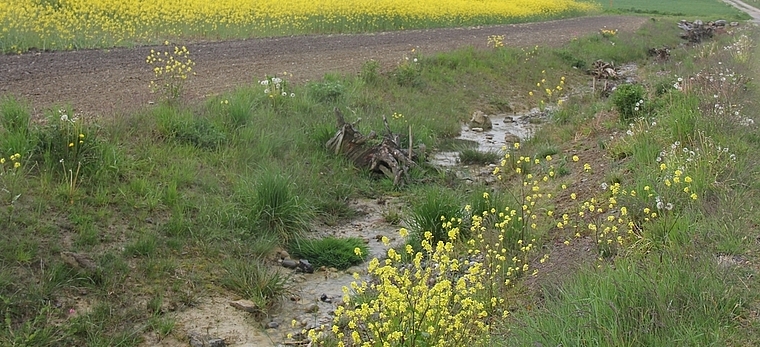 Wannenmoosbach: Auf 400 Metern Länge aus der Röhre herausgeholt. Foto: AG