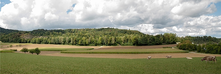 Panoramablick vom Heidweg hinüber zur Oberegg: Am linken Bildrand ist das Abbaugebiet «West» geplant. Die Verbindungsstrasse Auenstein–Veltheim (rechter Bildrand) muss ebenfalls verlegt werden wegen der Erweiterung «Mitte». Foto: Peter Winkelm