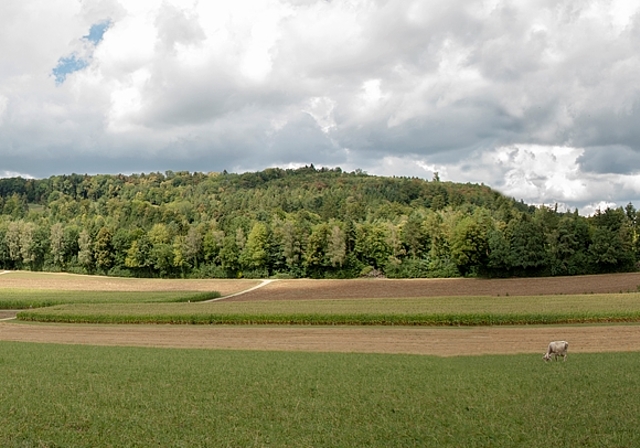 Panoramablick vom Heidweg hinüber zur Oberegg: Am linken Bildrand ist das Abbaugebiet «West» geplant. Die Verbindungsstrasse Auenstein–Veltheim (rechter Bildrand) muss ebenfalls verlegt werden wegen der Erweiterung «Mitte». Foto: Peter Winkelm