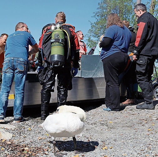 Profiteur als Zuschauer: Schwan betrachtet die Seesäuberer. Foto: Tanja Isler