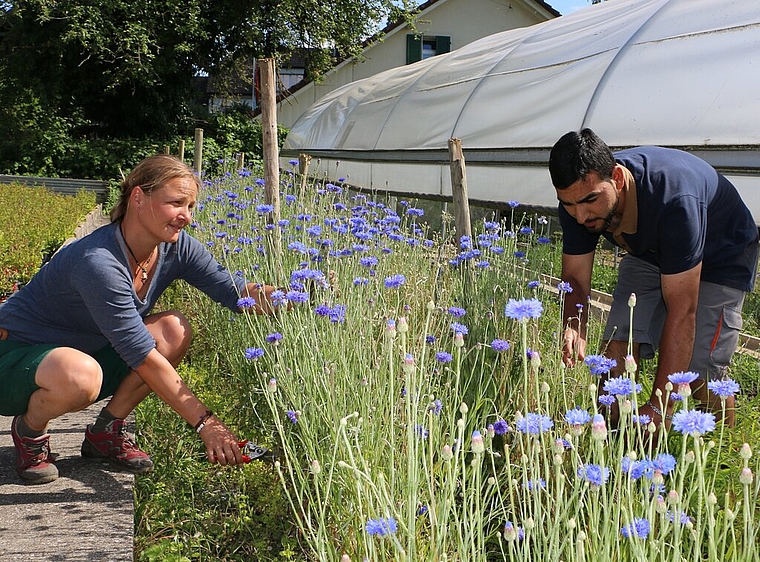 <em>Die Kornblumenproduzenten sind für 2018 zuversichtlich und prognostizieren eine gute Ernte:</em> Die abgehenden Zierpflanzengärtner Sibylle Häuptli und Faseh Dar vom BBZ Niederlenz bei der Kornblumenpflege. Foto: Melanie Solloso