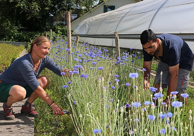 <em>Die Kornblumenproduzenten sind für 2018 zuversichtlich und prognostizieren eine gute Ernte:</em> Die abgehenden Zierpflanzengärtner Sibylle Häuptli und Faseh Dar vom BBZ Niederlenz bei der Kornblumenpflege. Foto: Melanie Solloso