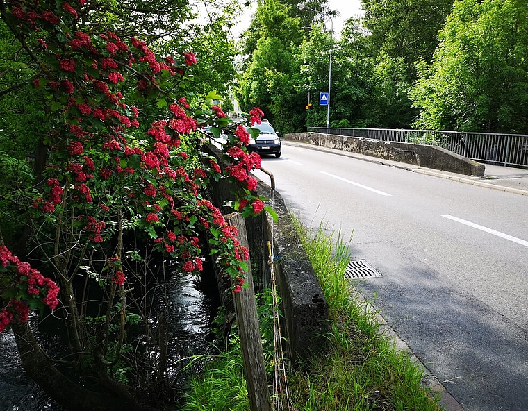 <em>Muss ersetzt werden: </em>Die marode Aabachbrücke an der Egliswilerstrasse. Foto: Fritz Thut