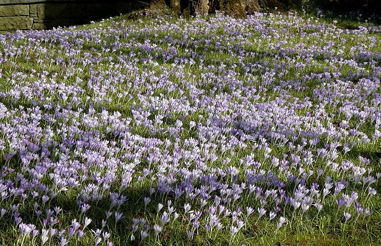 <em>Der Frühling ist bereits da:</em> Ein grosses Feld von blühenden Krokussen in Lenzburg. Foto: Andreas Walker