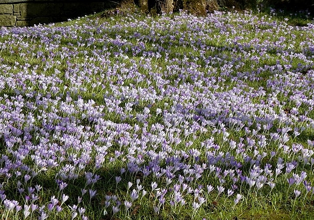 <em>Der Frühling ist bereits da:</em> Ein grosses Feld von blühenden Krokussen in Lenzburg. Foto: Andreas Walker