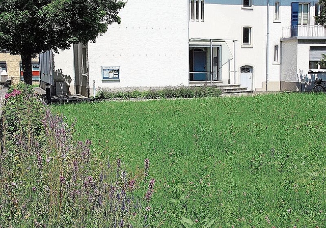 Anfang gemacht: Die Wiesen hinter dem Pfarrhaus und der Kirche in Lenzburg werden einst zu Blumenwiesen. Foto: Alfred Gassmann