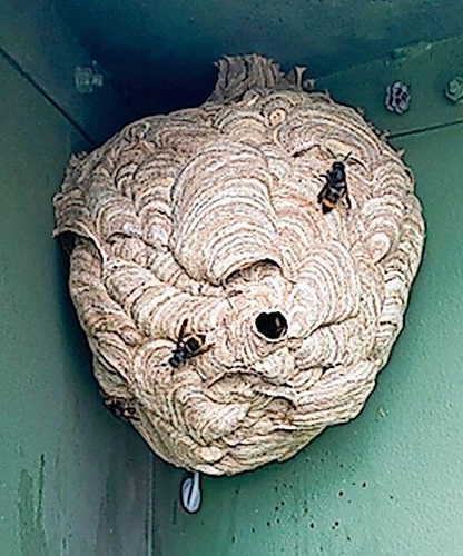 Primärnest an einem Metallkasten – ein klassischer Ort für Nester der Hornisse.Foto: D. Chérix