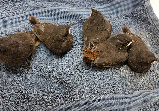 Aus einer Abfallmulde vor dem Hungertod gerettet: Junge Hausrotschwänze lernen in der Vogelpflegestation Futter suchen und fliegen. Foto: zvg