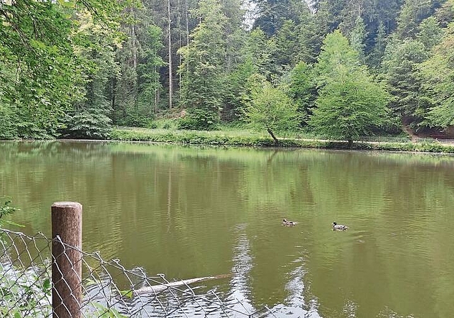 Soll besser abgeklärt werden: Die Vorlage zur Entschlammung des Fünfweihers wurde vom Einwohnerrat zurückgewiesen. Foto: Valérie Jost