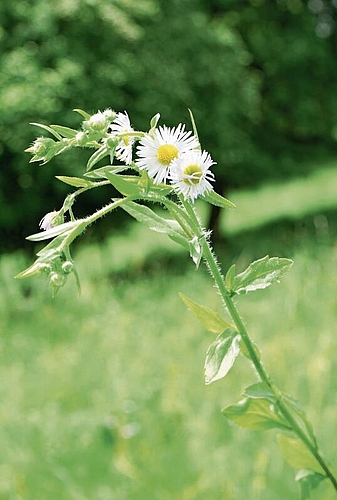 Kein Mauerblümchen: Das Einjährige Berufkraut ist ein invasiver Neophyt.Foto: Romi Schmid