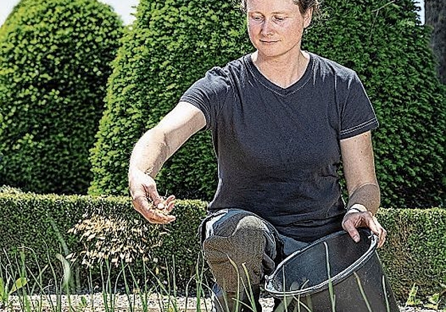 Gärtnerin im Schlossgarten Wildegg: Lea Walzer. Foto: Pascal Meier/MA