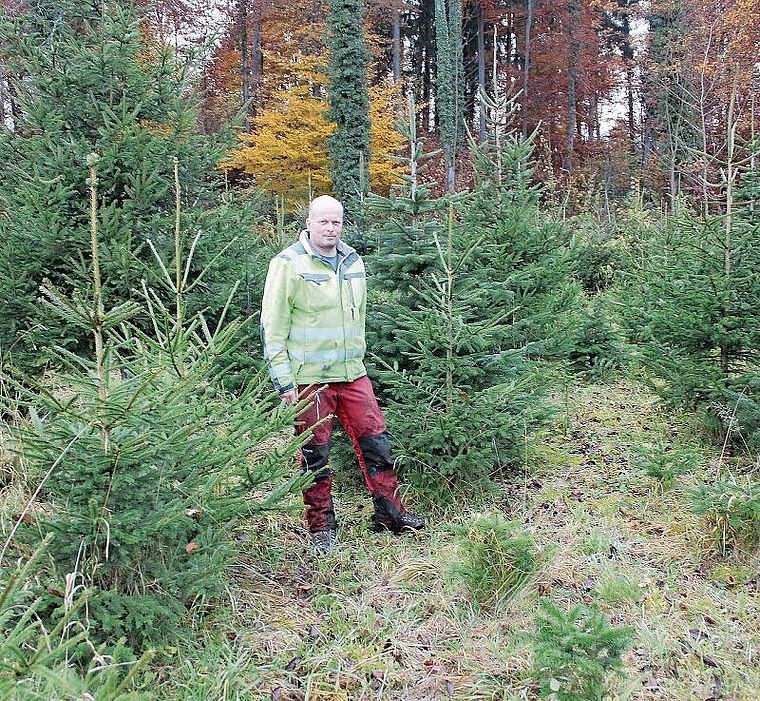 Inmitten der Weihnachtsbäume, die auf Käufer warten: Förster Daniel Lüscher. Foto: Alexander Studer