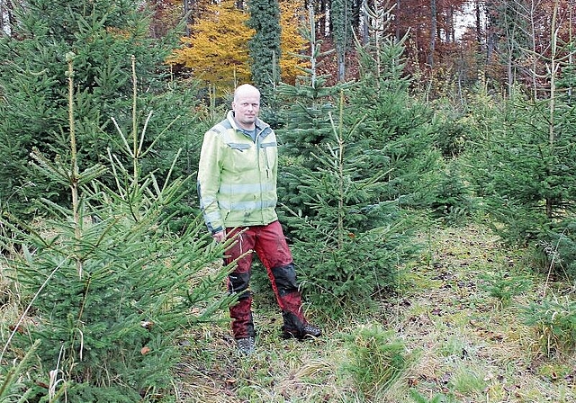 Inmitten der Weihnachtsbäume, die auf Käufer warten: Förster Daniel Lüscher. Foto: Alexander Studer