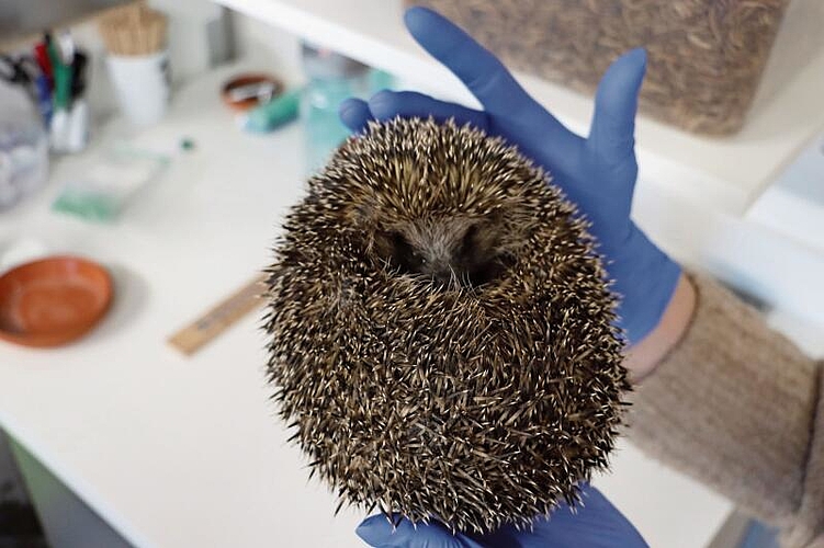 Der Igel «Cinque» ist bereits der zweite Igel seiner Familie in der Igelhilfe. Sein Bruder hiess «Quattro».Foto: Rinaldo Feusi