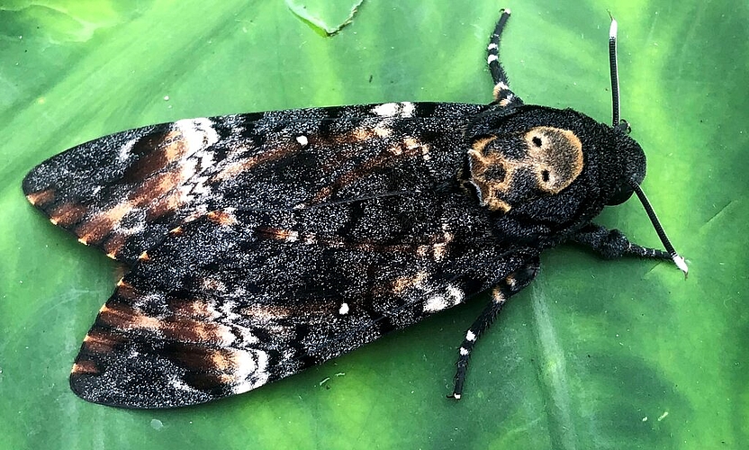 <em>Markante, namensgebende Zeichnung auf dem oberen Teil des Rumpfes:</em> Geschlüpfter Totenkopfschwärmer in Seon. Foto: Andreas Walker
