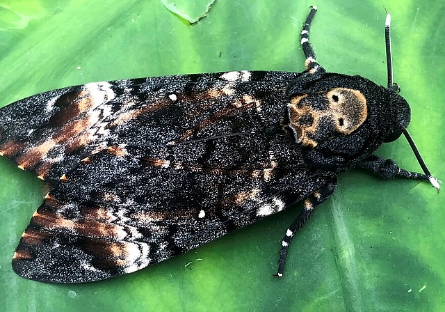 <em>Markante, namensgebende Zeichnung auf dem oberen Teil des Rumpfes:</em> Geschlüpfter Totenkopfschwärmer in Seon. Foto: Andreas Walker
