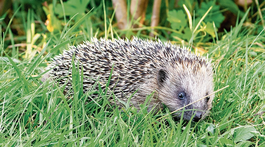Der  Stachelritter gerät im Siedlungsraum zunehmend unter Druck.Foto: zvg 