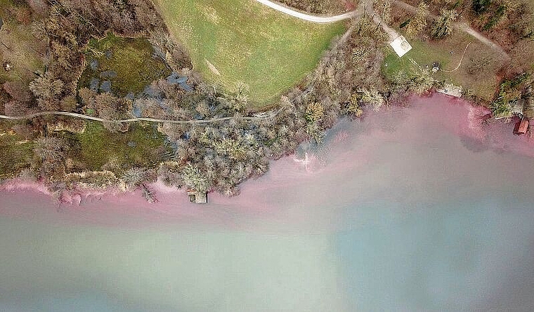 Im Frühling manchmal dunkelrot gefärbt: Spuren von Burgunderblutalgen am Ufer des Hallwilersees. Foto: Andreas Walker