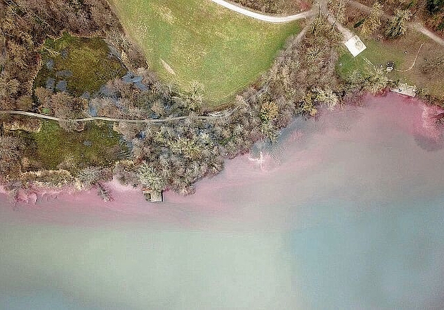 Im Frühling manchmal dunkelrot gefärbt: Spuren von Burgunderblutalgen am Ufer des Hallwilersees. Foto: Andreas Walker