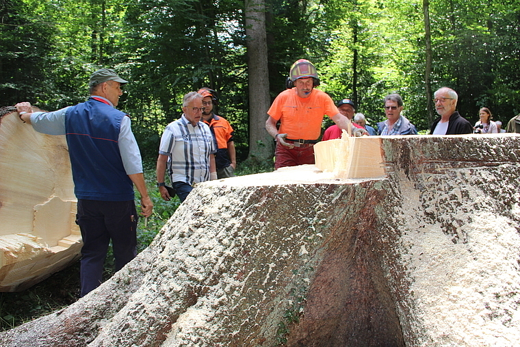 Kleiner Käfer – grosse Zerstörung Fritz Wirz, Präsident der Forst- und Ortsbürgerkommission (2. von links), Matthias Ott, Stadtoberförster, und Forstwart Beat Ineichen, der die wuchtige Fichte gefällt hat. Foto: Carolin Frei