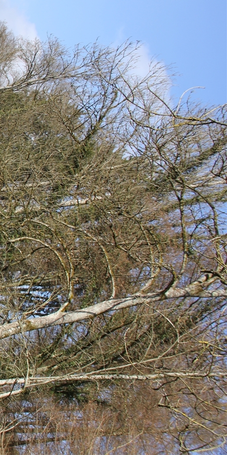 Zur Rettung von Amphibien: Mitglieder des Natur- und Vogelschutzvereins Lenzburg montieren entlang der Ammerswilerstrasse das «Chrottehägli». Foto: AG