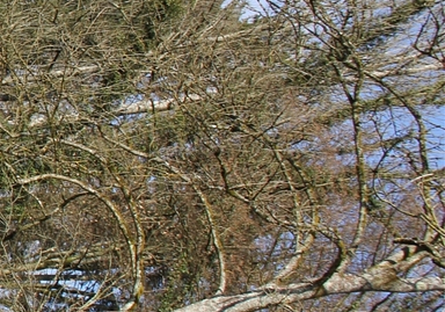 Zur Rettung von Amphibien: Mitglieder des Natur- und Vogelschutzvereins Lenzburg montieren entlang der Ammerswilerstrasse das «Chrottehägli». Foto: AG