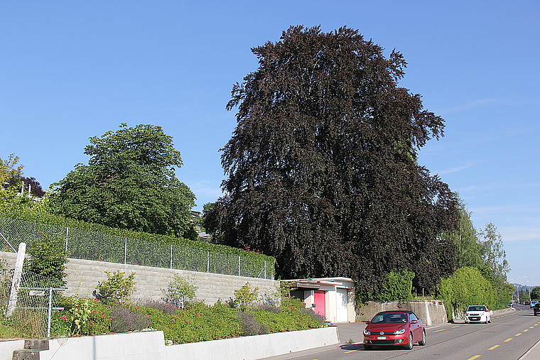 Soll gefällt werden: Die Rotbuche an der Brestenbergstrasse 43 in Seengen. Foto: Alfred Gassmann