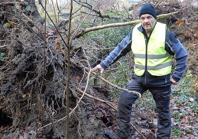 Der umgefallene Baum war von der Eschenwelke befallen: Marcel Zurbuchen, Revierleiter Lenzia, zeigt die Auswirkungen der Krankheit an einem Beispiel im Lenzburger Wald. Foto: zvg