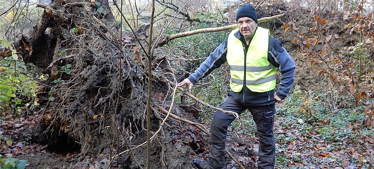 Der umgefallene Baum war von der Eschenwelke befallen: Marcel Zurbuchen, Revierleiter Lenzia, zeigt die Auswirkungen der Krankheit an einem Beispiel im Lenzburger Wald. Foto: zvg