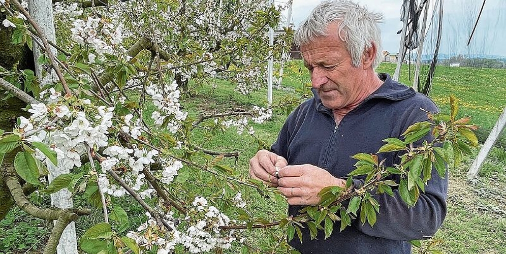 Frostschäden in den letzten Jahren leider nicht aussergewöhnlich: Der Hallwiler Landwirt Hansruedi Urech inspiziert die Kirschblüten seiner Bäume. Foto: Andreas Walker
