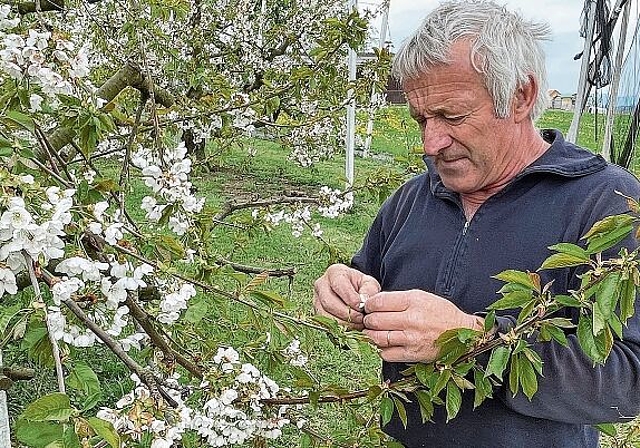 Frostschäden in den letzten Jahren leider nicht aussergewöhnlich: Der Hallwiler Landwirt Hansruedi Urech inspiziert die Kirschblüten seiner Bäume. Foto: Andreas Walker
