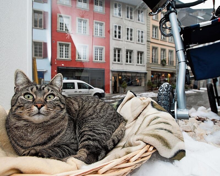 Musste eingeschläfert werden: Kater Vagabundo in seinem «Ausguck» in der Lenzburger Rathausgasse. Archivfoto: Emanuel Freudiger