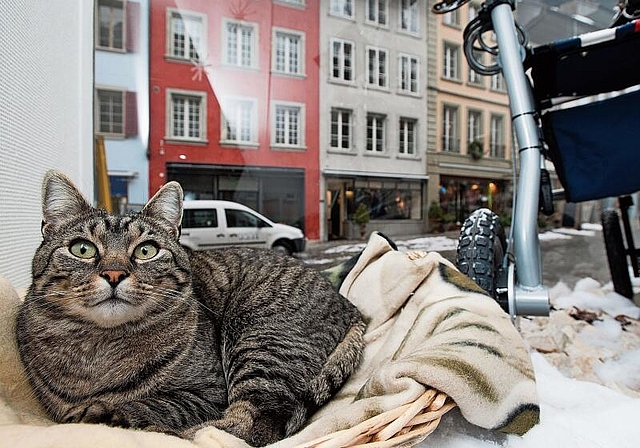 Musste eingeschläfert werden: Kater Vagabundo in seinem «Ausguck» in der Lenzburger Rathausgasse. Archivfoto: Emanuel Freudiger