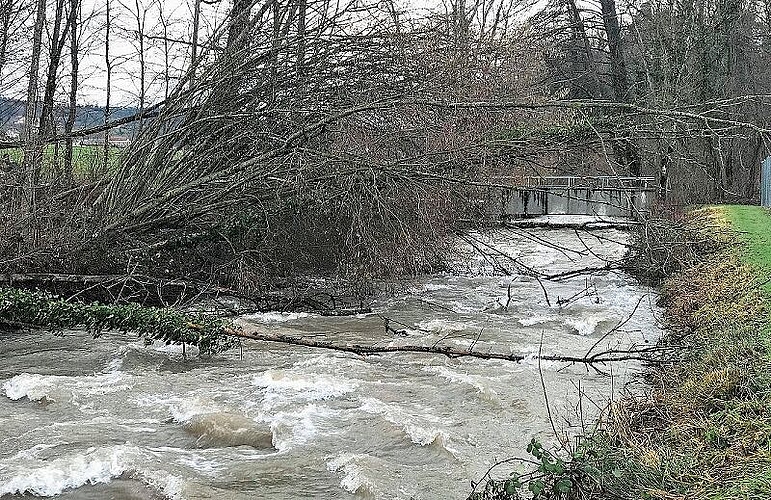 Schaden erst nach Schmelze sichtbar: Vom Schnee niedergedrückte Bäume am Aabach. Foto: Andreas Walker
