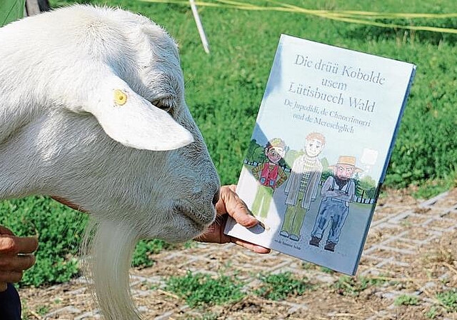 Wirft einen Blick aufs Buch: Ziege Blanca spielt im Buch die Rolle ihres Lebens.Foto: Romi Schmid