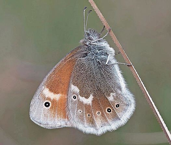 Heute eine Rarität: Das Grosse Wiesenvögelchen (Coenonympha tullia). Foto: Goran Dusei
