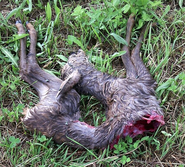 Kein schöner Anblick: Ein gerissenes Reh im Jagdrevier Lenzhard. Foto: zvg