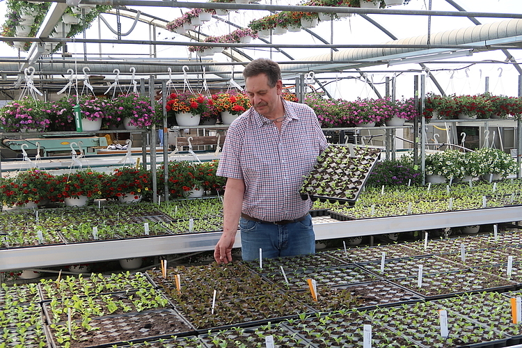 Setzlinge, Kräuter, Geranien und Blumenampeln sind verkaufsbereit: Heinz Tanner von Aareblumen im vollen Treibhaus. Foto: zvg
