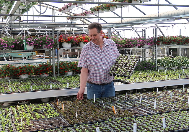 Setzlinge, Kräuter, Geranien und Blumenampeln sind verkaufsbereit: Heinz Tanner von Aareblumen im vollen Treibhaus. Foto: zvg
