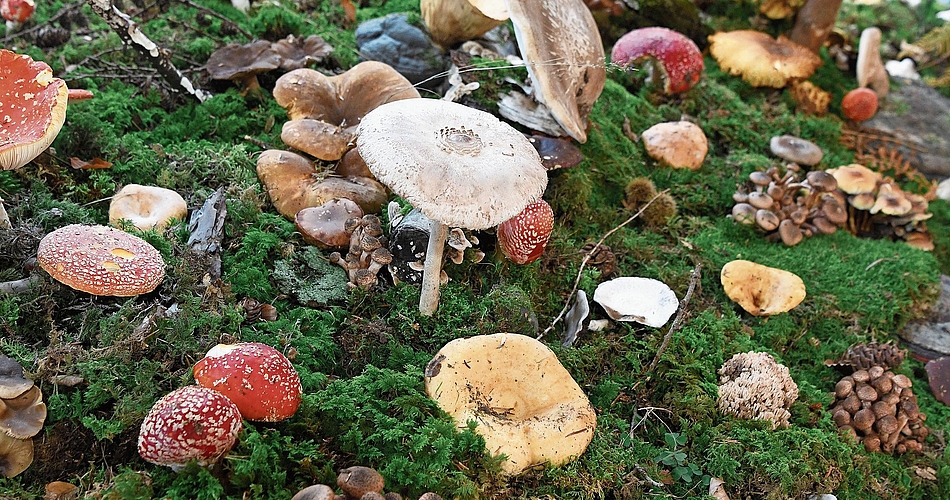Der Innenbereich der Ausstellung ist mit verschiedenen Pilzen dekoriert.Foto: Andreas Walker