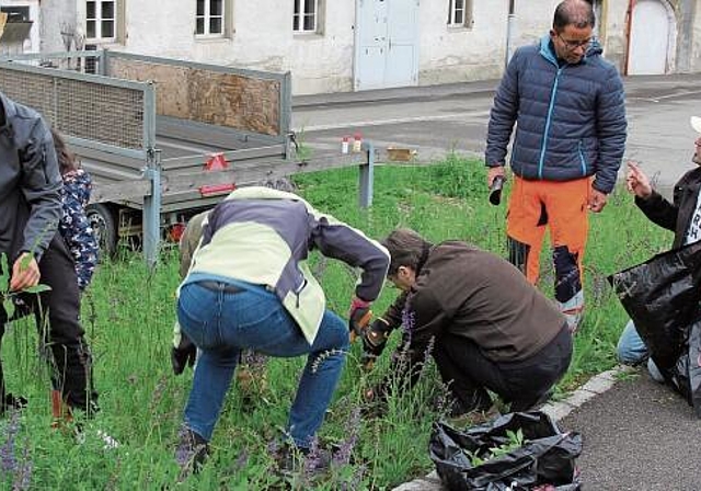 Beratend zur Stelle: Pascal Mäder vom Stadtbauamt unterstützt Helfer der Lenzburger Sportvereine beim Neophyten-Einsatz. Foto: Alfred Gassmann