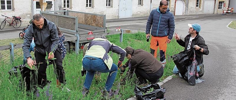 Beratend zur Stelle: Pascal Mäder vom Stadtbauamt unterstützt Helfer der Lenzburger Sportvereine beim Neophyten-Einsatz. Foto: Alfred Gassmann