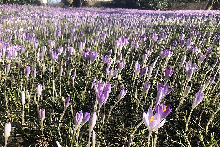 <em>Die Natur reagiert:</em> Seit Anfang Februar blüht bereits dieses Meer von Krokussen in Lenzburg. Foto: Andreas Walker